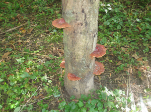 le reishi cultivé biologiquement est une source importante en antioxydants naturels puissants pour la prévention des cancers