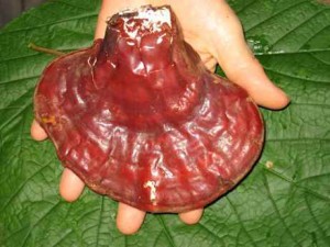 Le reishi bio est un anti-tumorale grace à ces antioxydants naturels puissants