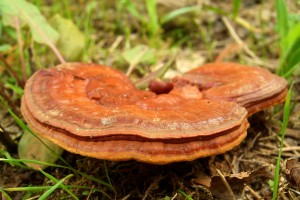 Le reishi cultivé biologiquement est très riche en antioxydants naturels puissants
