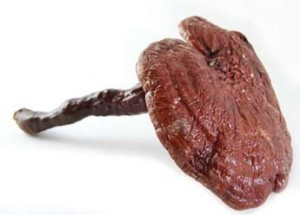 Le reishi bio, tonique, antioxydant naturel et protecteur hépatique