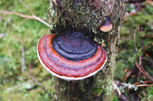 Le reishi bio est un des champignon les plus bénéfique pour la santé humaine.